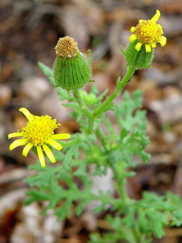 starček lepkavý Senecio viscosus L.