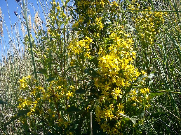 zlatobyl obyčajna Solidago virgaurea L.