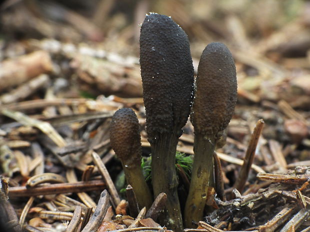 žezlovka srnková Tolypocladium ophioglossoides (J.F. Gmel.) Quandt, Kepler & Spatafora