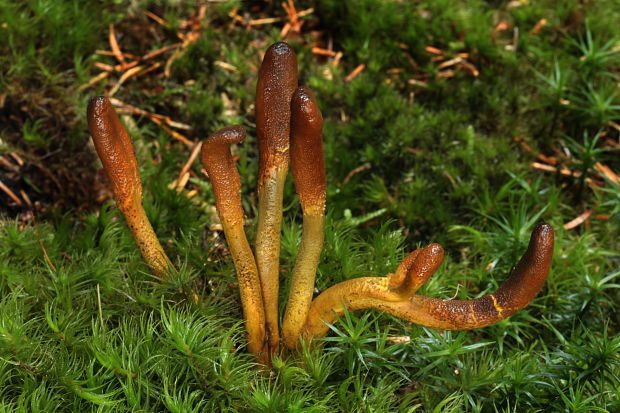 žezlovka srnková Tolypocladium ophioglossoides (J.F. Gmel.) Quandt, Kepler & Spatafora