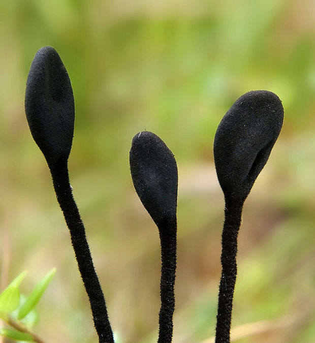 pajazýček chlpatý Trichoglossum hirsutum (Pers.) Boud.