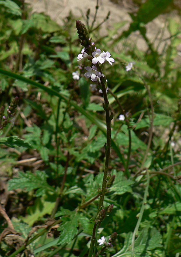 železník lekársky Verbena officinalis L.