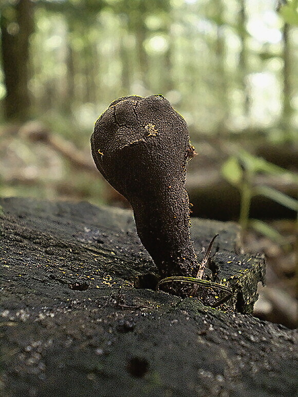 drevnatec kyjakovitý Xylaria polymorpha (Pers.) Grev.