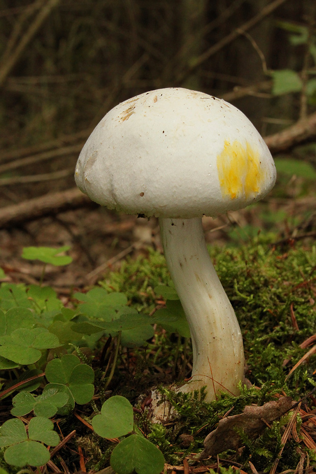 pečiarka páchnuca Agaricus xanthodermus Genev.