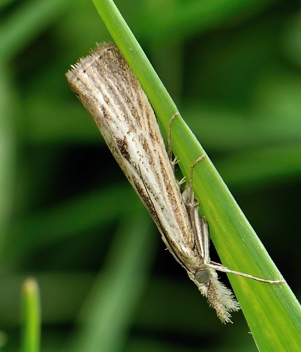 trávovec suchomilný Agriphila geniculea