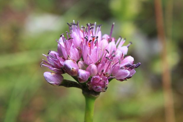 cesnak sivkastý horský Allium senescens subsp. montanum (Fr.) Holub