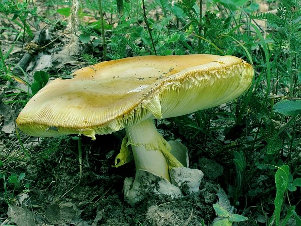 muchotrávka cisárska Amanita caesarea (Scop.) Pers.