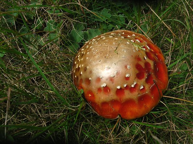 muchotrávka červená Amanita muscaria (L.) Lam.