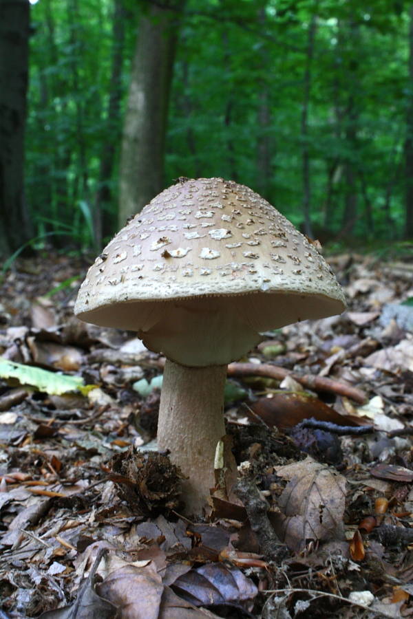 muchotrávka červenkastá Amanita rubescens Pers.