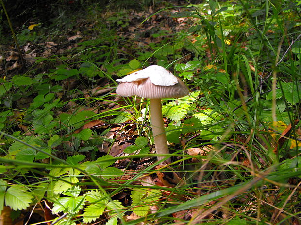 muchotrávka biela? Amanita verna?