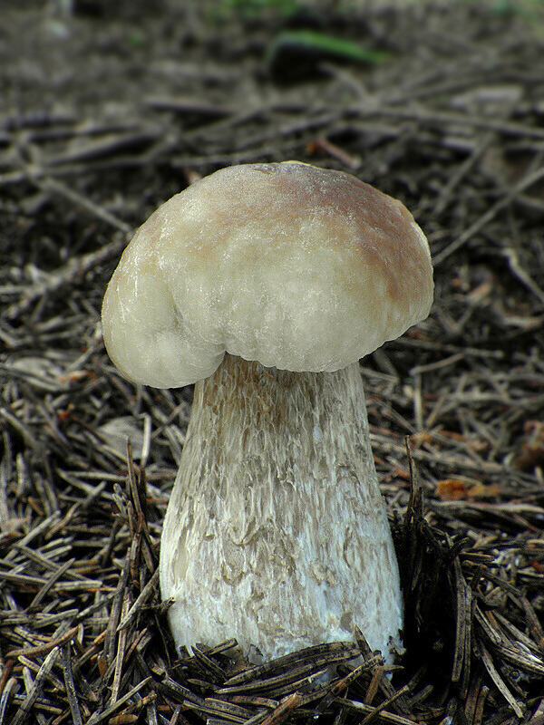 hríb smrekový Boletus edulis Bull.