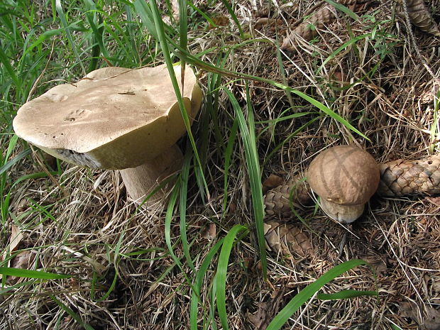 hríb smrekový Boletus edulis Bull.