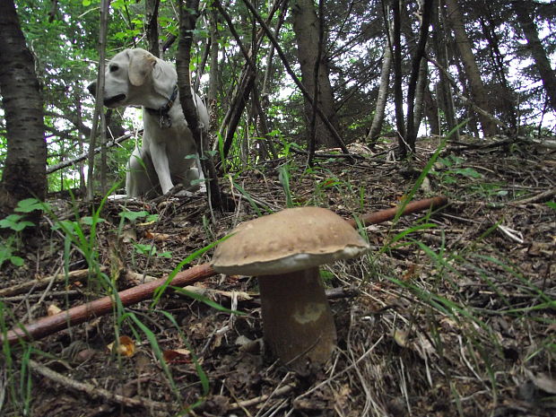 hríb smrekový Boletus edulis Bull.