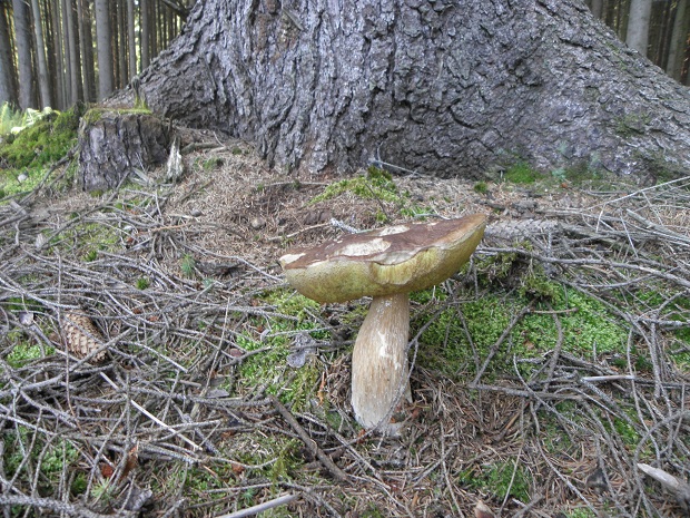 hríb smrekový Boletus edulis Bull.