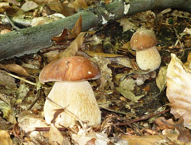 hríb dubový Boletus reticulatus Schaeff.