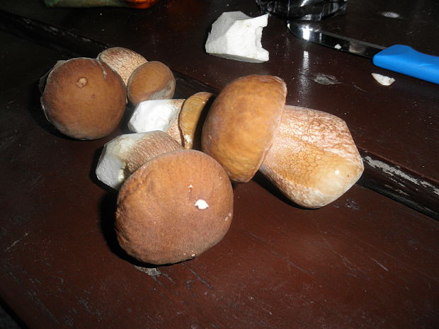 hríb  Boletus sp.