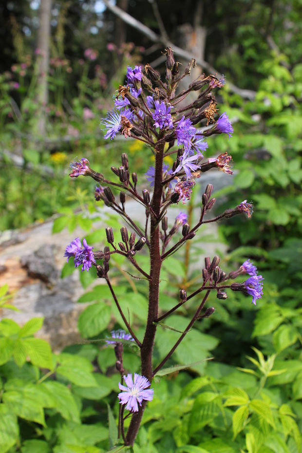 mliečivec alpínsky  Cicerbita alpina (L.) Wallr.