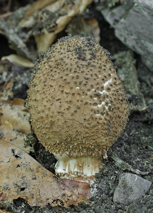 bedlička ostrošupinatá Echinoderma asperum (Pers.) Bon