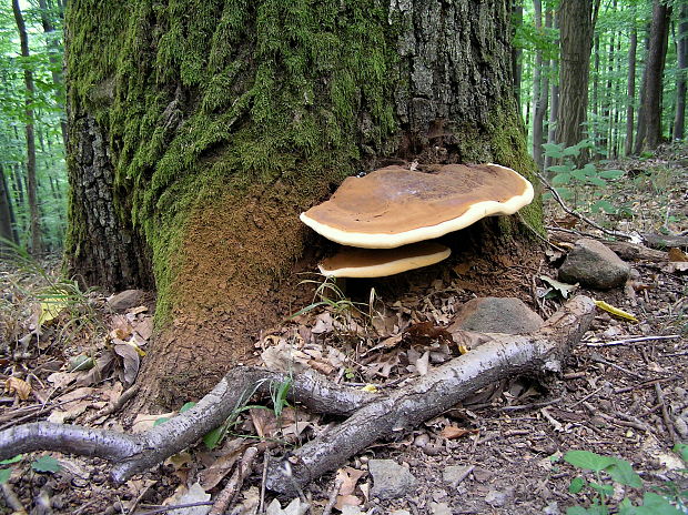 lesklokôrovka Ganoderma sp.