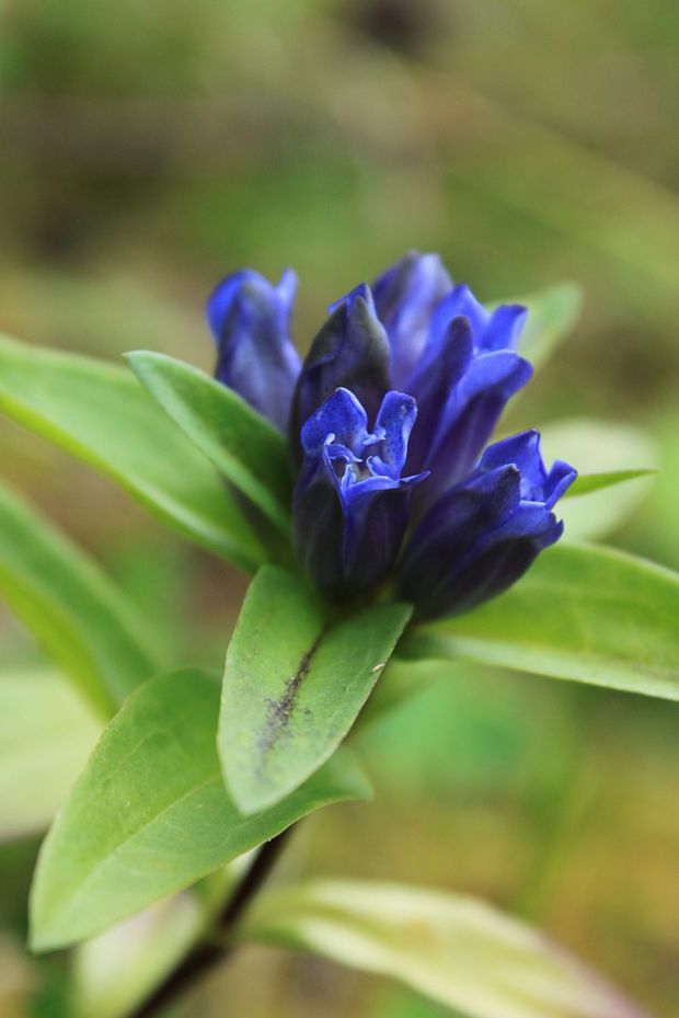 horec krížatý Gentiana cruciata L.