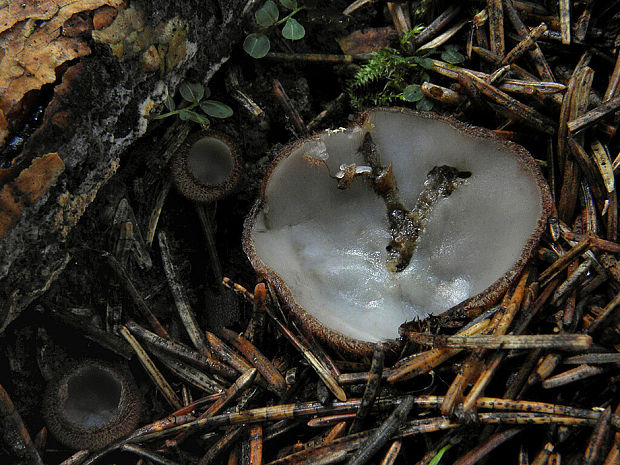 humária polguľovitá Humaria hemisphaerica (F.H. Wigg.) Fuckel