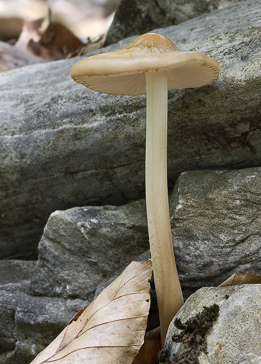 sliznačka koreňujúca Hymenopellis radicata (Relhan) R.H. Petersen