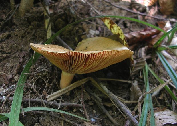 rýdzik pravý Lactarius deliciosus (L.) Gray