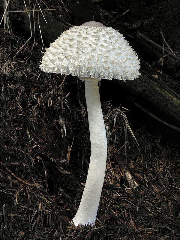 bedľa hustošupinatá Leucoagaricus nympharum (Kalchbr.) Bon