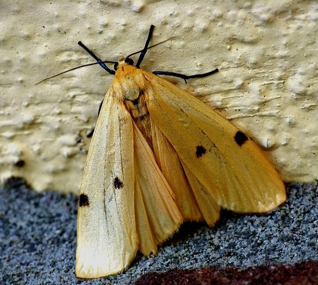 lišajníkovec štvorbodý ♀ Lithosia quadra