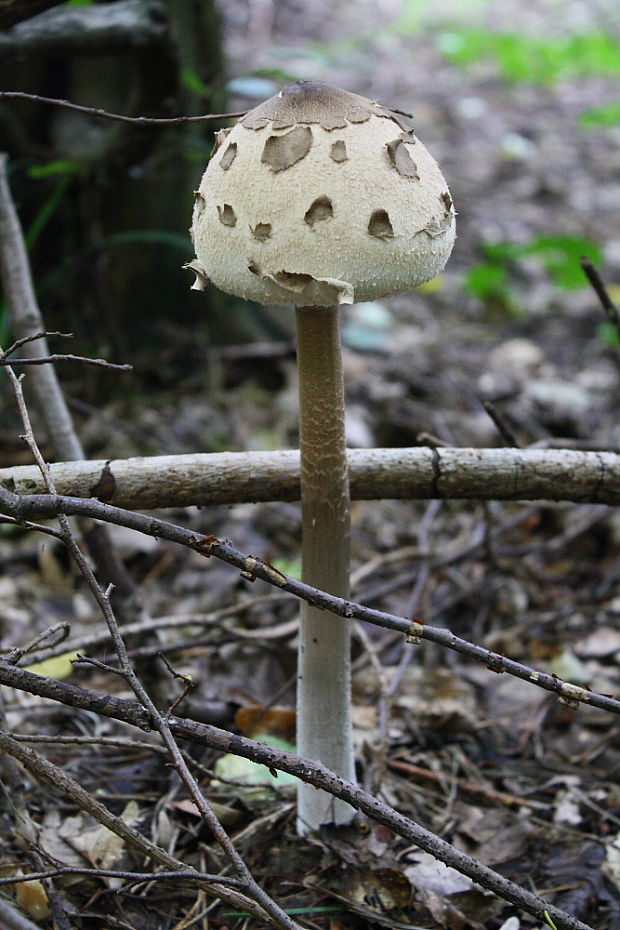 bedľa vysoká Macrolepiota procera (Scop.) Singer