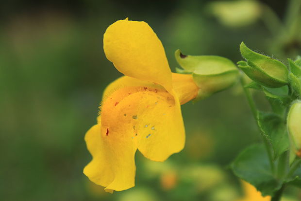 čarodejka škvrnitá Mimulus guttatus DC.