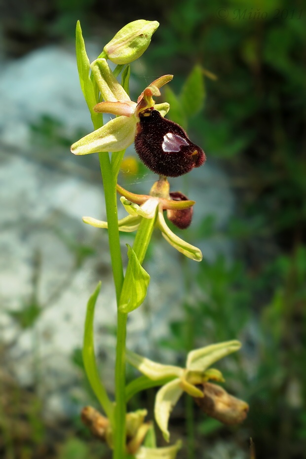 hmyzovník Ophrys bertoloniformis O. Danesch et E. Danesch