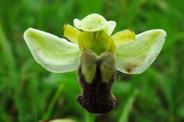 hmyzovník Ophrys pallida Rafin.