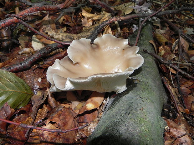 hliva buková Pleurotus pulmonarius (Fr.) Quél.