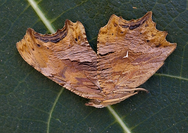 babočka liesková Polygonia egea