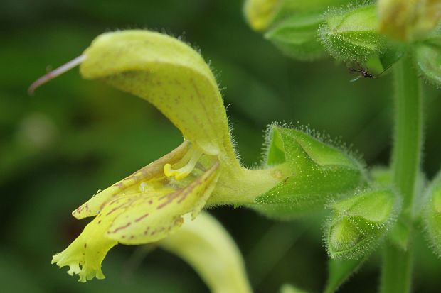 šalvia lepkavá Salvia glutinosa L.