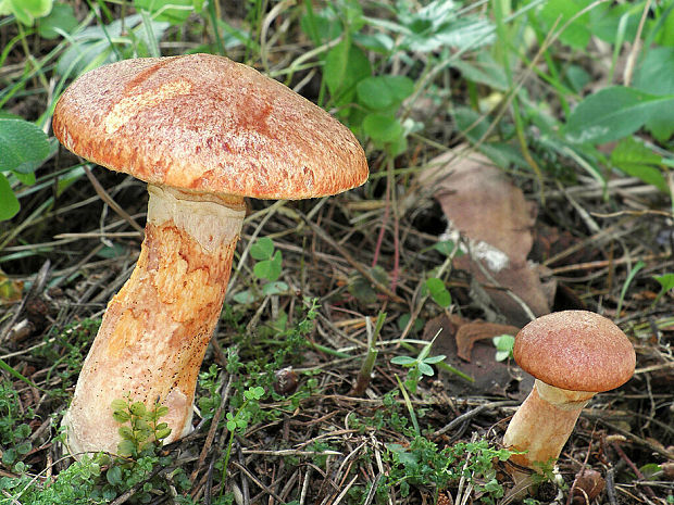 masliak tridentský Suillus tridentinus (Bres.) Singer