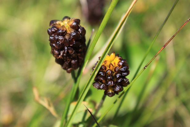 ďatelina gaštanovohnedá Trifolium spadiceum L.