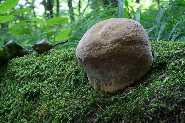 neidentifikovaná huba