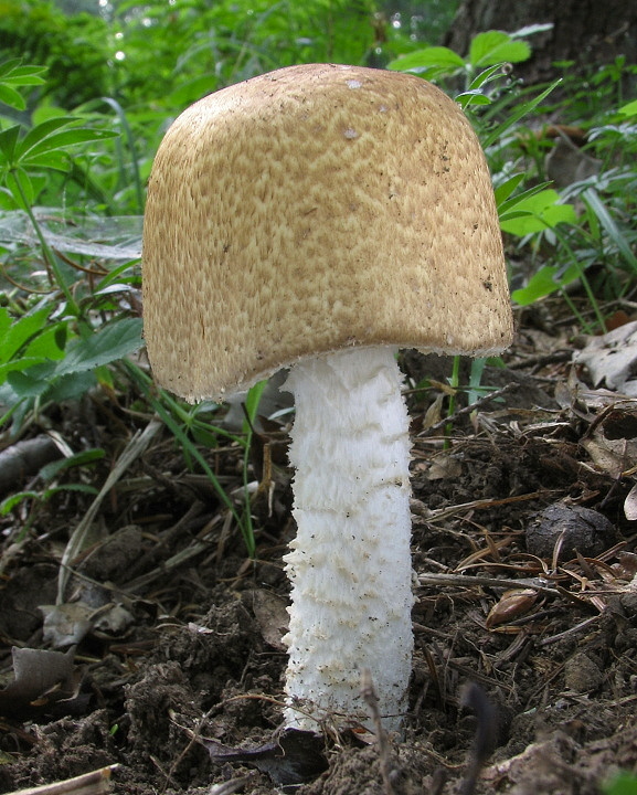 pečiarka obrovská Agaricus augustus Fr.