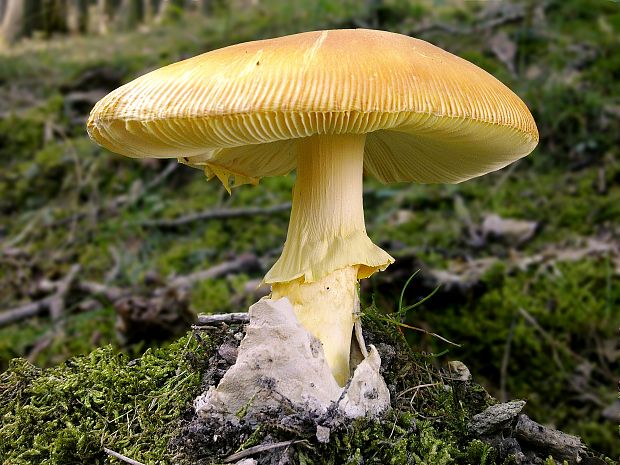 muchotrávka cisárska Amanita caesarea (Scop.) Pers.