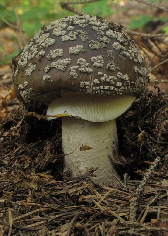 muchotrávka hrubá Amanita excelsa (Fr.) Bertill.