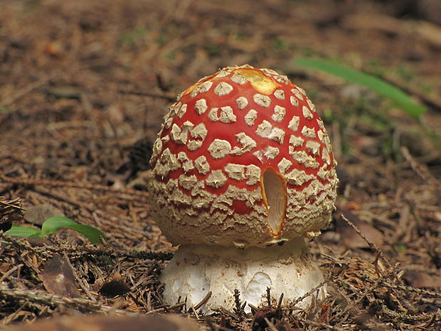 muchotrávka červená Amanita muscaria (L.) Lam.