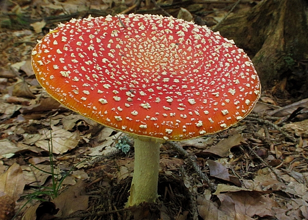 muchotrávka červená Amanita muscaria (L.) Lam.