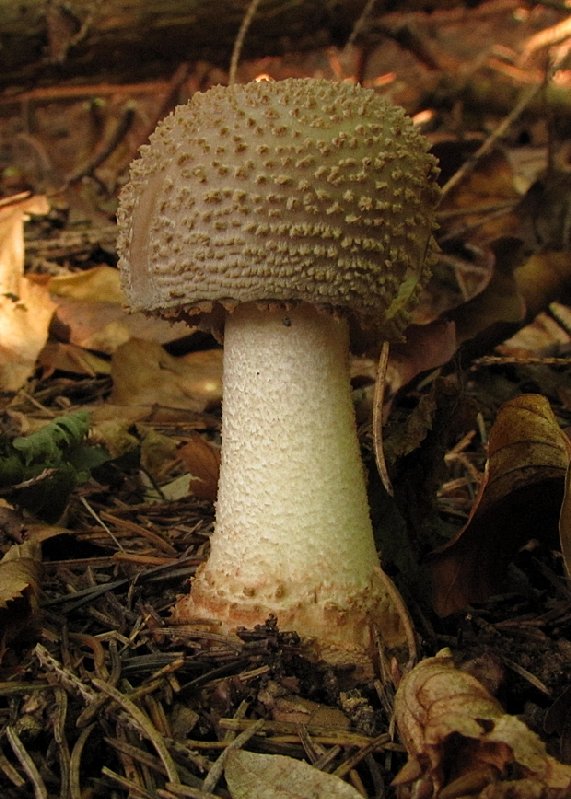 muchotrávka červenkastá Amanita rubescens Pers.