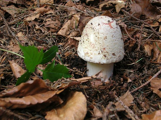 muchotrávka červenkastá Amanita rubescens Pers.