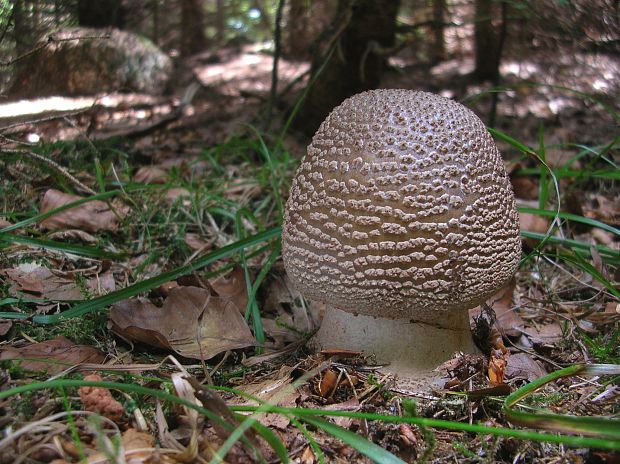 muchotrávka červenkastá Amanita rubescens Pers.