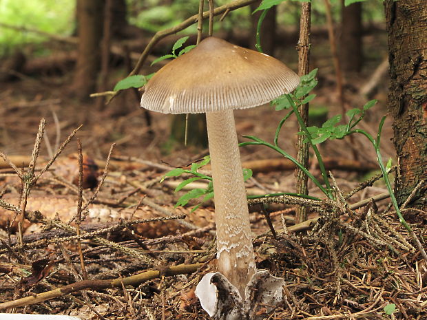 muchotrávka pošvatá Amanita vaginata (Bull.) Lam.