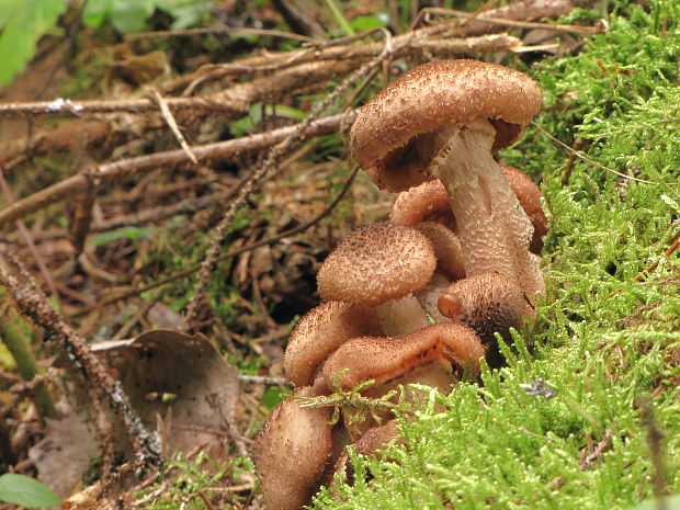 podpňovka tmavá Armillaria ostoyae (Romagn.) Herink