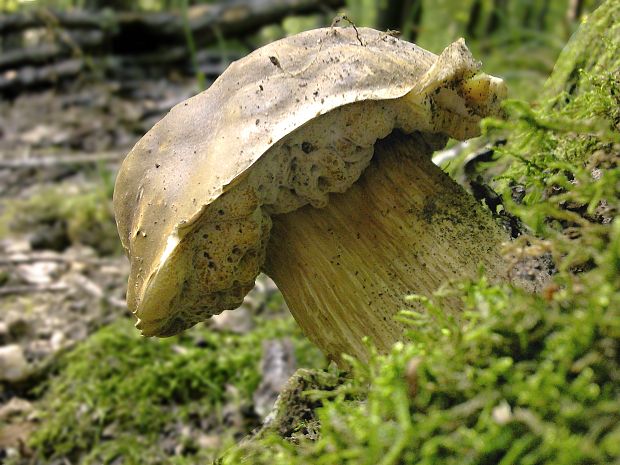 hríb bronzový Boletus aereus Bull. ex Fr.